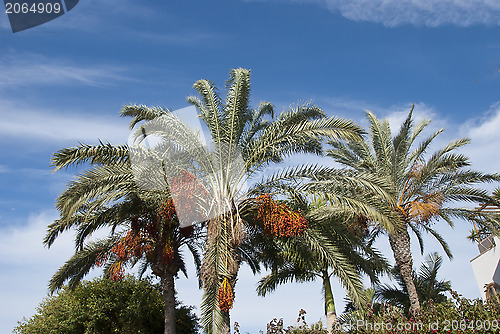 Image of Date Palm Trees