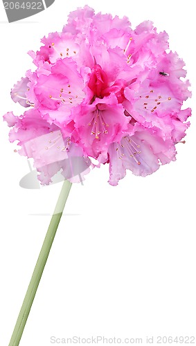 Image of Exotic Pink Flower