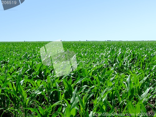 Image of Field of green corn