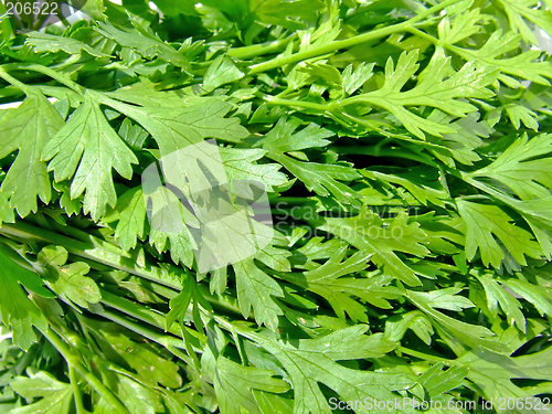 Image of Parsley