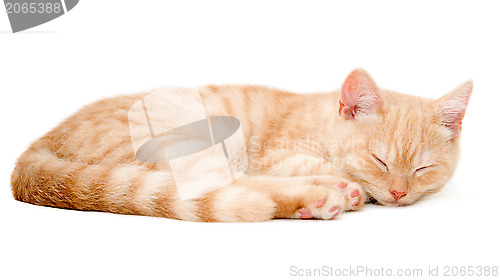 Image of Red kitten