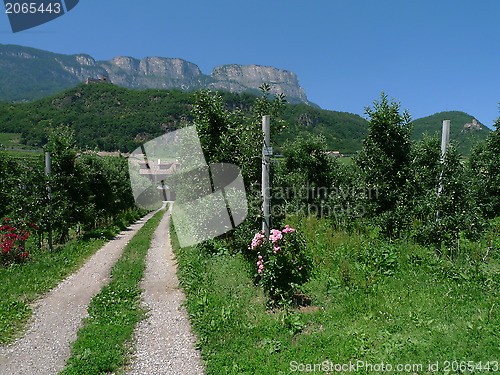 Image of path in a vinyard