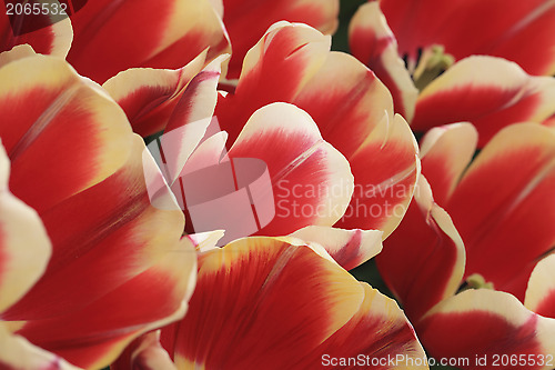 Image of Tulips Field Detail