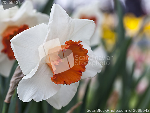 Image of Daffodil