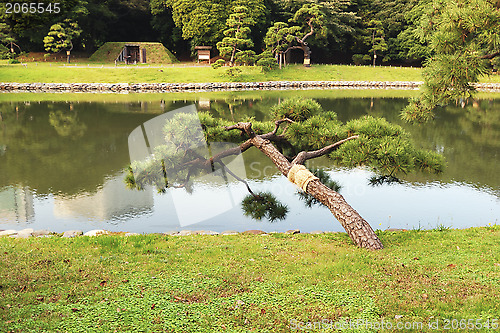 Image of japanese pine