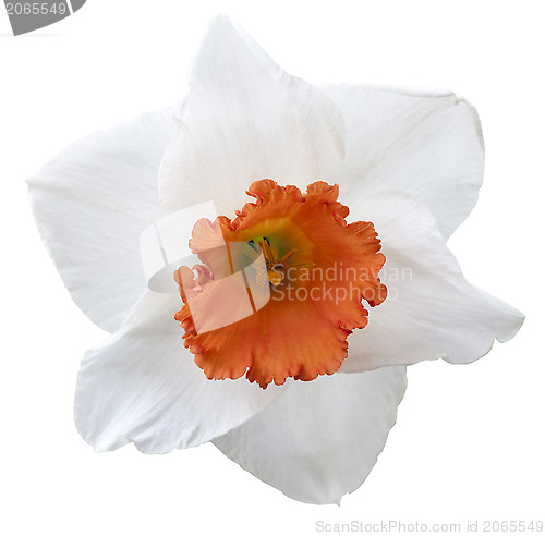 Image of Daffodil- Design Element