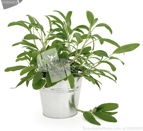 Image of Sage Herb Plant