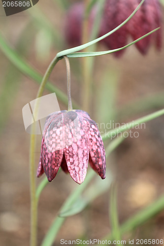 Image of Checkered Daffodil