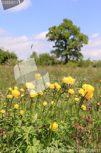 Image of Globeflower