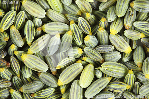 Image of Fennel seeds