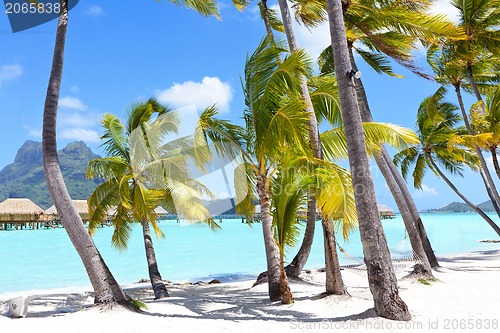 Image of palms at a tropical beach