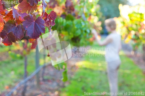 Image of young woman at a vineyard
