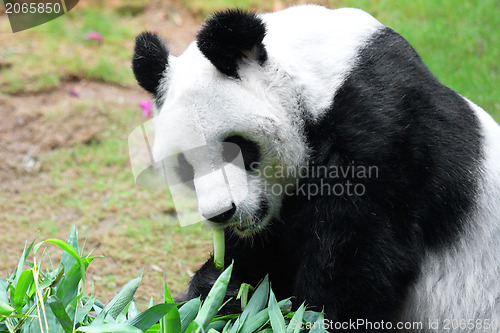 Image of giant panda eating bamboo