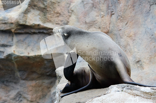 Image of Seal on rock