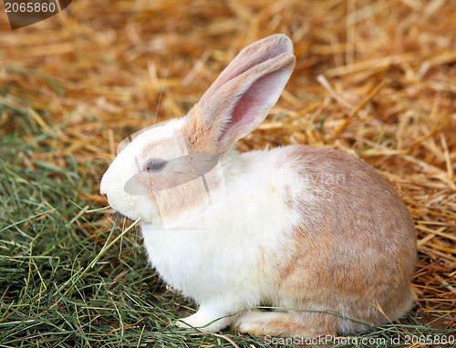 Image of rabbit on grass