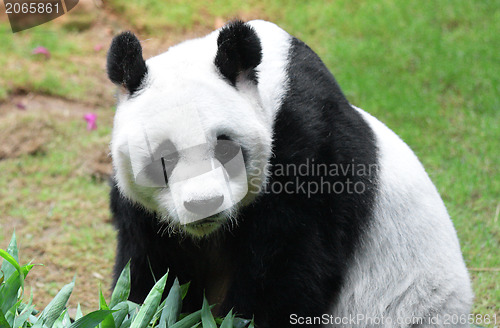 Image of Giant panda