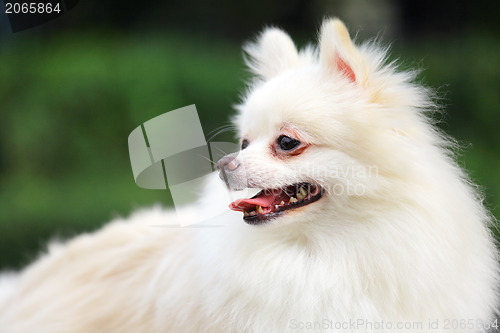 Image of white pomeranian dog