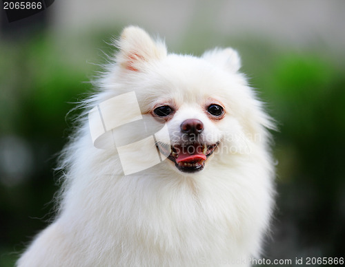 Image of White Pomeranian dog