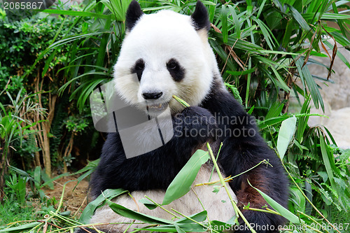 Image of Giant panda eating bamboo