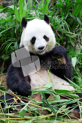 Image of Giant panda eating bamboo