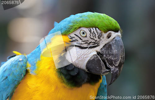 Image of Macaw bird