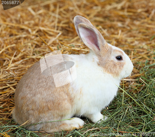 Image of rabbit in farm