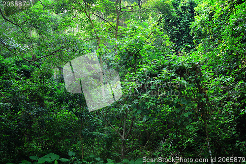 Image of tree in forest