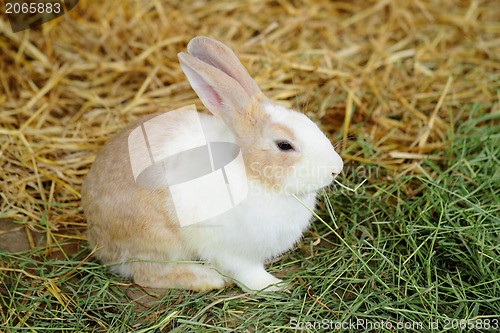 Image of rabbit in farm