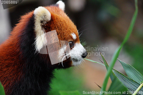 Image of red panda