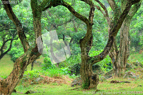 Image of tree in forest