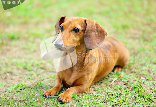 Image of dachshund dog in park