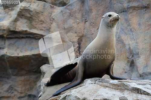 Image of Sea Lion