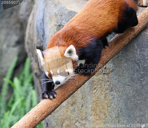 Image of red panda
