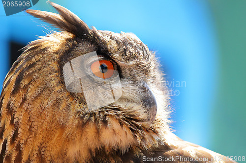 Image of Owl 