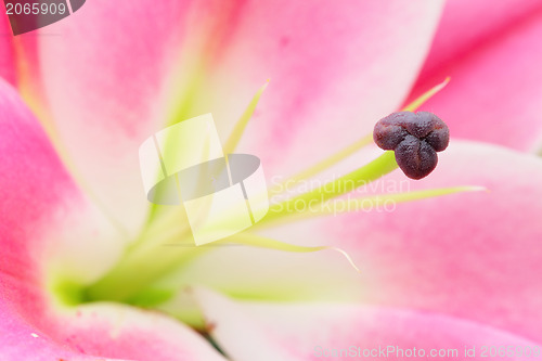Image of Pink lily flower