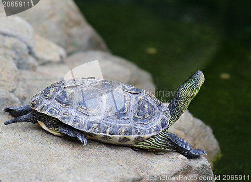 Image of turtle