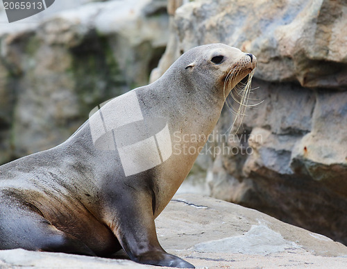 Image of Seal on rock