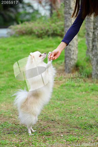 Image of feeding dog