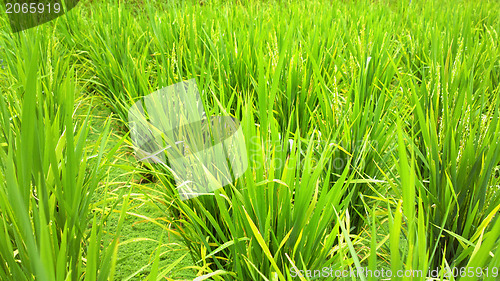 Image of rice field