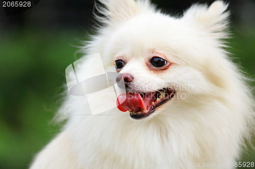 Image of White Pomeranian dog