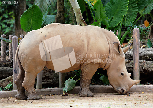 Image of rhino