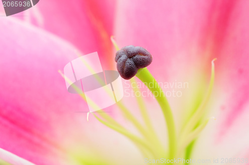 Image of flower close-up