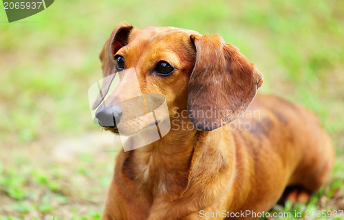 Image of dachshund dog on meadow