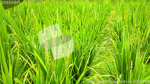 Image of rice field