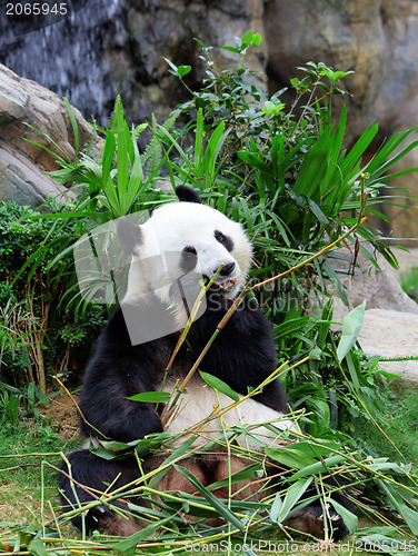 Image of Giant panda eating bamboo