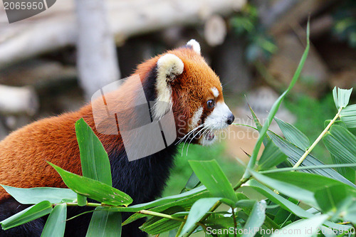 Image of Panda red