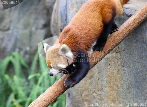 Image of red panda