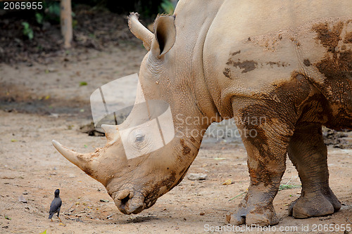 Image of rhino and small bird