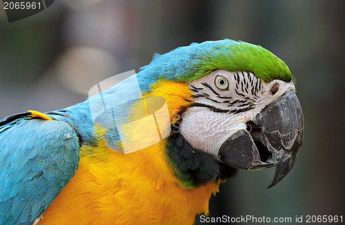 Image of macaw bird