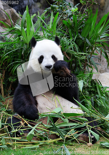 Image of giant panda eating bamboo